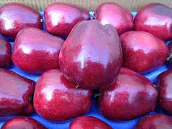 Красные Яблоки Сорта С Фото