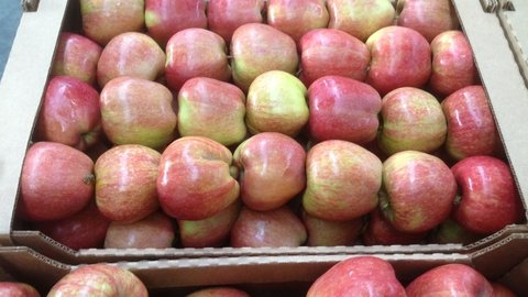 продажа яблок, яблоки оптом, купить яблоки, купить яблоки оптом, красные сорта яблок, зеленые сорта яблок, желто-красные сорта яблок, Джонаголд