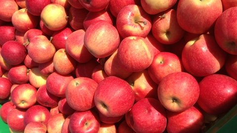 продажа яблок, яблоки оптом, купить яблоки, купить яблоки оптом, красные сорта яблок, зеленые сорта яблок, желто-красные сорта яблок, Джонаголд