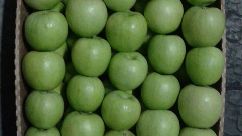 продажа яблок, яблоки оптом, зеленые сорта яблок, продажа яблок оптом, яблоки гренни смит, зеленые яблоки гренни смит