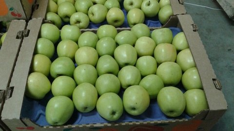 продажа яблок, яблоки оптом, зеленые сорта яблок, продажа яблок оптом, яблоки гренни смит, зеленые яблоки гренни смит