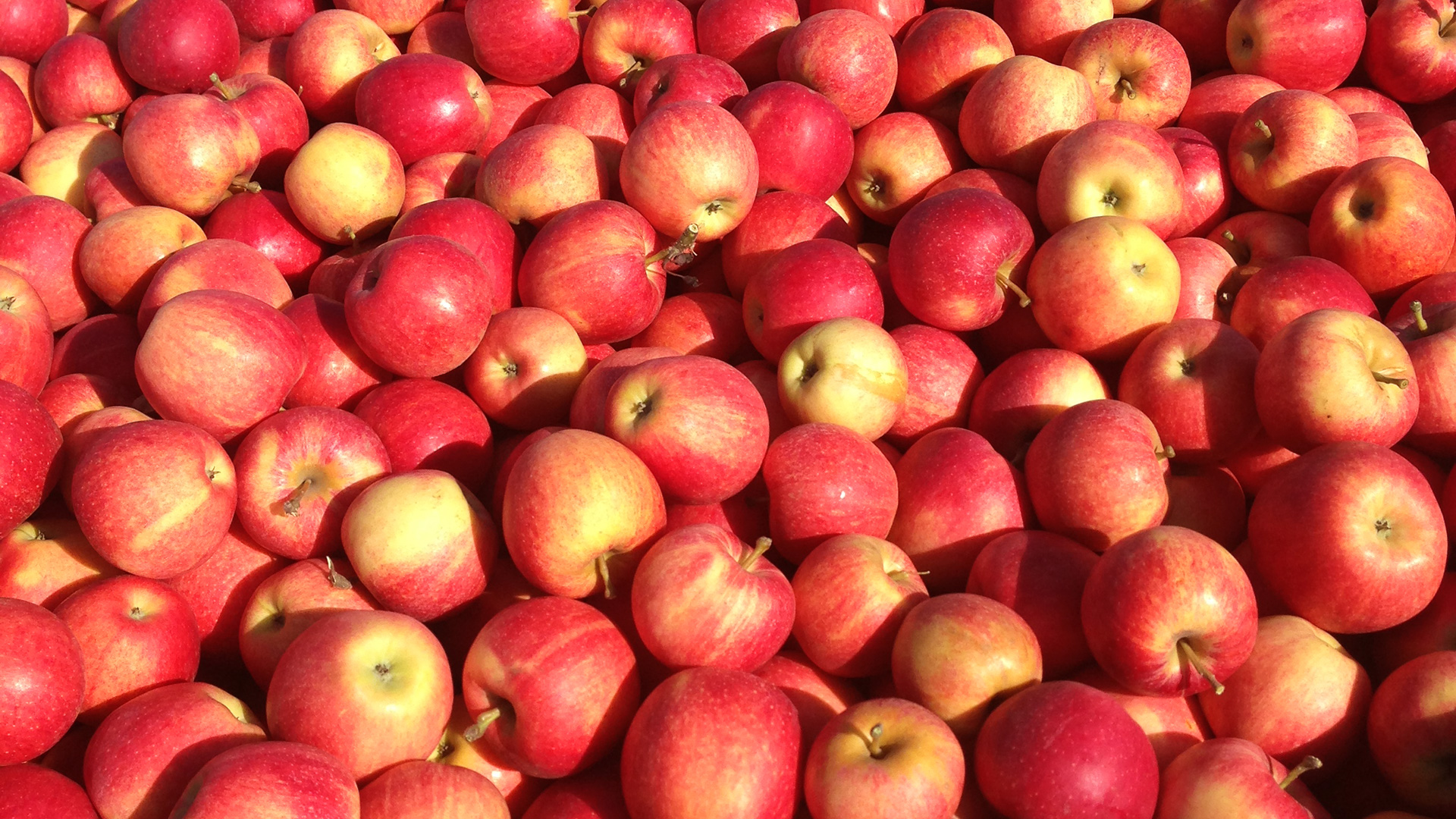 Яблоки Полосатые Сорта Фото